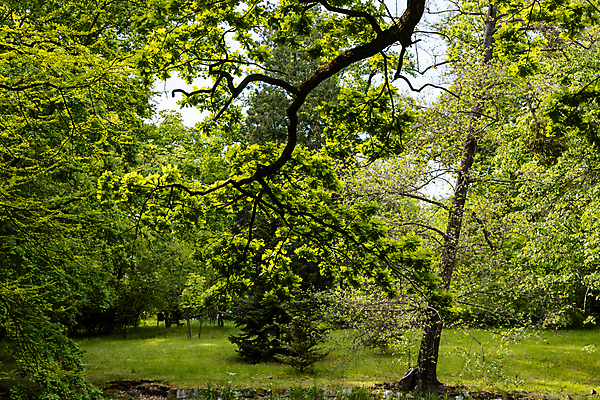 포토 JPG 해외이미지 나무 식물 계절 공원 유럽 잎 자연 사람없음 야외 목재 초록색 빛 햇빛 뷰티 환경 맑음 봄 나뭇가지 숲 작음 장면 폴란드 내추럴 브로츠와프 옛날 해외포토 공공시설 나라 컬러 재료 날씨 태양 크기 생태계 파일형식 이미지허브