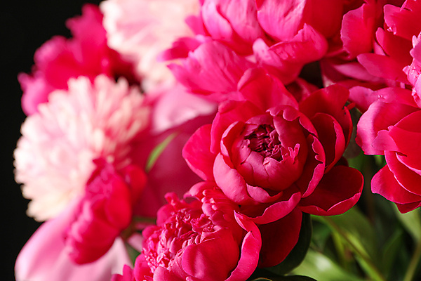 포토 JPG 해외이미지 식물 기념일 꽃잎 꽃 분홍색 꽃다발 결혼 백그라운드 꽃무늬 패턴 자연 벽지 선물 사랑 사람없음 장식 여름 뷰티 머리 우주 정원 보라색 봄 수확 벚꽃 축하 신선 생일 날짜 우아함 닫기 싱글 질감 부드러움 작약 해외포토 계절 감정 컬러 컨셉 무늬 농업 모션 이벤트 신체부위 감각 생태계 파일형식 이미지허브