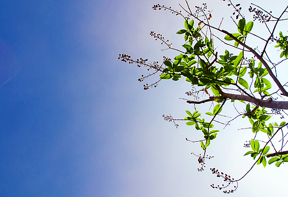 포토 JPG 해외이미지 나무 백그라운드 잎 패턴 자연 하늘 사람없음 야외 초록색 빛 태양 노란색 우주 나뭇가지 신선 황금 내추럴 샤워실 해외포토 자연요소 식물 컬러 무늬 생태계 샤워시설 파일형식 이미지허브