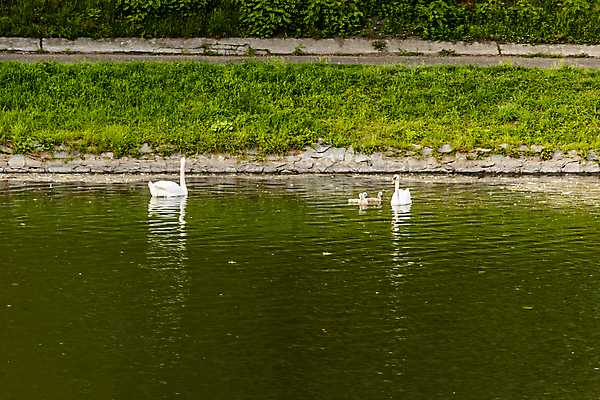 포토 JPG 해외이미지 나무 식물 공원 유럽 여행 2 자연 풍경 사람없음 야외 초록색 물 여름 강 뷰티 반사 환경 수영 봄 도시 가장자리 작음 큼 백조 폴란드 내추럴 브로츠와프 옛날 해외포토 자연요소 계절 공공시설 나라 컬러 조류 수상스포츠 둘레 크기 생태계 파일형식 이미지허브