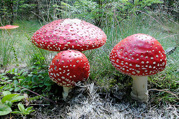 포토 JPG 해외이미지 식물 지구 종류 사람없음 빨간색 버섯 성장 흰색 스펀지 곰팡이 해외포토 컬러 파일형식 이미지허브