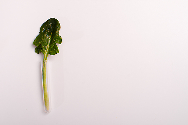 포토 JPG 해외이미지 식물 1 물결 음식 백그라운드 잎 농업 다이어트 채소 재료 자연 아이디어 건강 사람없음 목재 초록색 물 빛 거품 샐러드 젖음 흰색 물방울 신선 액체 떨어짐 씻기 자르기 인도인 편지 허브 유기농 포도나무 시금치 내추럴 고립 채식주의자 그리너리 해외포토 자연요소 외국인 나무 웰빙 산업 컬러 컨셉 모션 동양인 청결 과일나무 생태계 채식 파일형식 트랜드컬러 이미지허브