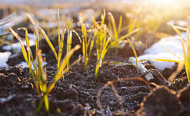 포토 JPG 해외이미지 식물 디자인 배너 계절 음식 백그라운드 잎 겨울 밭 농업 자연 아침 추상 잔디 사람없음 야외 초록색 물 빛 햇빛 태양 농장 정원 얼음 봄 추위 성장 가을 흰색 시골 신선 이슬 낟알 시리얼 밀 질감 서리 보리 내추럴 밭일 해외포토 주간 자연요소 산업 컬러 무늬 곡류 생태계 파일형식 이미지허브