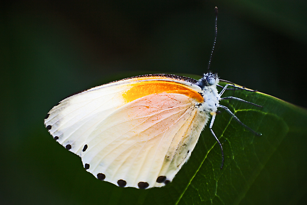 포토 JPG 해외이미지 식물 동물 계절 야생동물 나비 곤충 백그라운드 잎 꽃무늬 밭 날개 오렌지 아프리카 자연 사람없음 야외 초록색 여름 뷰티 노란색 환경 정원 봄 황무지 보호 수분 묘사 생물학 꿀 내추럴 남아프리카 해외포토 교육 꽃 나라 컬러 컨셉 무늬 농업 과일 생태계 파일형식 이미지허브