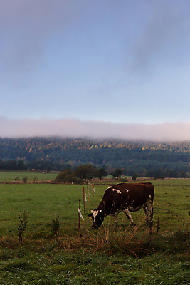 포토 JPG 해외이미지 동물 계절 유럽 여행 밭 농업 포유류 자연 하늘 산 사람없음 야외 초록색 햇빛 농장 농경지 마을 맑음 가축 침묵 시골 소 방목 에코 친환경 장면 광택 동유럽 폴란드 내추럴 밭일 생태학 해외포토 교육 나라 산업 컬러 날씨 태양 환경 소리 축산업 생태계 파일형식 이미지허브