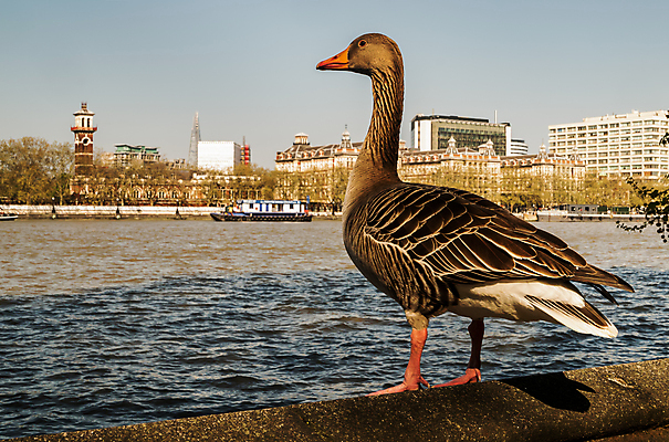 포토 JPG 해외이미지 나무 동물 응시 야생동물 백그라운드 날개 포유류 자연 조류 하늘 휴식 잉글랜드 오리 병아리 서기 사람없음 야외 건물 물 여름 파란색 강 부모 뷰티 갈색 우주 회색 도시 큼 깃털 런던 부리 목 거위 흥미 해외포토 자연요소 식물 건축물 시선 계절 컬러 컨셉 가족 모션 영국 신체부위 크기 생태계 파일형식 이미지허브