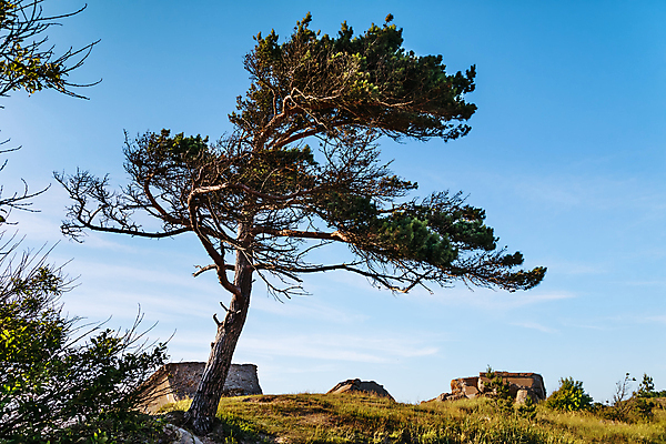 포토 JPG 해외이미지 나무 모래 바다 여행 백그라운드 자연 하늘 바람 사람없음 야외 햇빛 태양 뷰티 맑음 소나무 성 군용 시멘트 장면 북쪽 내추럴 구식 깨짐 라트비아 옛날 콘크리트 파멸 해외포토 자연요소 식물 건축물 컨셉 날씨 군대 북유럽 방향 생태계 파일형식 소멸 이미지허브