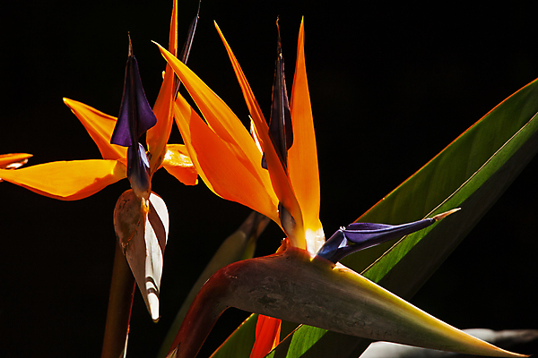 포토 JPG 해외이미지 식물 꽃잎 꽃 줄기 백그라운드 꽃무늬 오렌지 자연 조류 추상 사람없음 장식 파란색 빛 컬러풀 뷰티 노란색 정원 봄 벚꽃 흰색 신선 개화 수분 기중기 싱글 캘리포니아 내추럴 남아프리카 이국적 파라다이스 해외포토 동물 계절 컬러 무늬 과일 아프리카 미국 중장비 생태계 파일형식 이미지허브