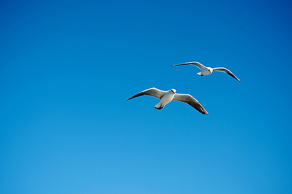 포토 JPG 해외이미지 동물 야생동물 바다 백그라운드 2 자연 갈매기 조류 하늘 낚시 날리기 서기 사람없음 물 파란색 친구 평화 회색 자유 비행 쌍 황무지 우아함 깃털 부리 번짐 고립 더블 동물상 무료 해외포토 자연요소 컬러 컨셉 관계 모션 레저 조형물 생태계 파일형식 효과 이미지허브