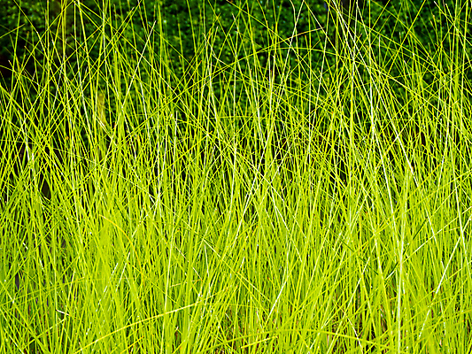 포토 JPG 해외이미지 식물 계절 백그라운드 이동 잎 패턴 자연 바람 사람없음 야외 초록색 빛 노란색 어둠 칼날 야간 질감 내추럴 콘크리트 해외포토 자연요소 컬러 컨셉 무늬 날씨 생태계 파일형식 이미지허브