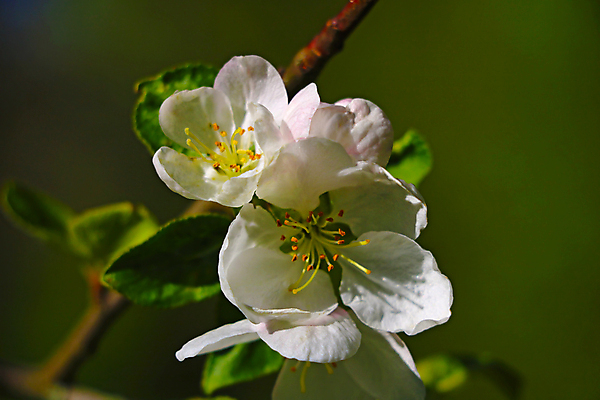 포토 JPG 해외이미지 나무 식물 배너 계절 공원 꽃잎 꽃 음식 백그라운드 잎 꽃무늬 농업 과일 자연 하늘 부활절 건강 사람없음 야외 초록색 태양 뷰티 정원 봄 벚꽃 흰색 나뭇가지 신선 개화 체리 사과 과수원 4월 5월 원예 부드러움 내추럴 해외포토 자연요소 공공시설 기념일 산업 컬러 무늬 취미 감각 날짜 생태계 파일형식 이미지허브