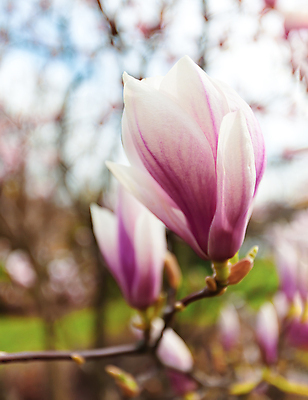 포토 JPG 해외이미지 주간 근접촬영 사람없음 야외 아웃포커스 봄 목련 해외포토 자연요소 계절 꽃 뷰포인트 촬영기법 파일형식 이미지허브