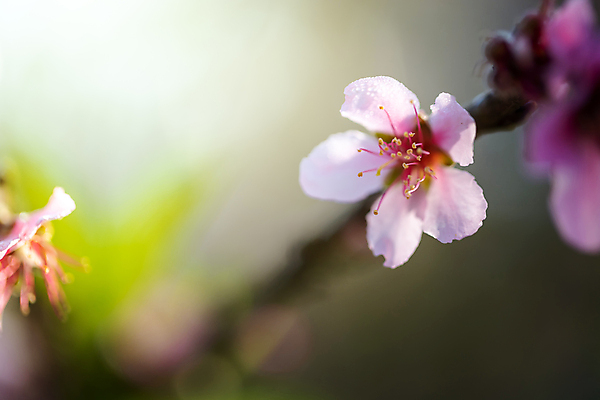 포토 JPG 해외이미지 나무 식물 계절 공원 꽃잎 꽃 도로 분홍색 여행 겨울 태국 자연 하늘 발렌타인데이 사랑 풍경 경사 사람없음 야외 목재 장식 파란색 컬러풀 정원 일본 봄 벚꽃 사찰 개화 체리 아치 장면 방법 해외포토 공공시설 감정 아시아 길 컬러 과일 재료 종교건축 교통시설 데이이벤트 생태계 파일형식 이미지허브