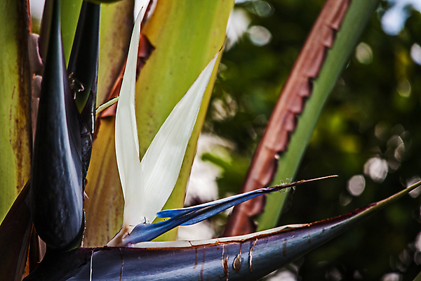 포토 JPG 해외이미지 나무 식물 꽃잎 꽃 백그라운드 잎 꽃무늬 아프리카 자연 조류 바나나 사람없음 야외 장식 초록색 파란색 환경 정원 봄 벚꽃 흰색 개화 싱글 생태계 원예 거인 내추럴 남아프리카 생태학 이국적 파라다이스 해외포토 동물 계절 교육 나라 컬러 무늬 과일 취미 파일형식 이미지허브