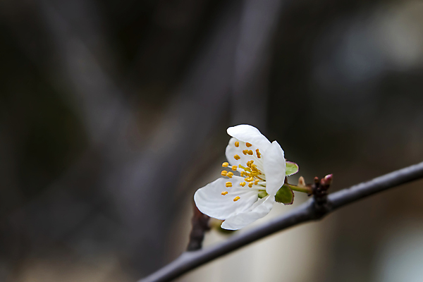 포토 JPG 해외이미지 잎 근접촬영 사람없음 야외 아웃포커스 벚꽃 나뭇가지 벚나무 꽃수술 해외포토 나무 식물 꽃 뷰포인트 촬영기법 파일형식 이미지허브