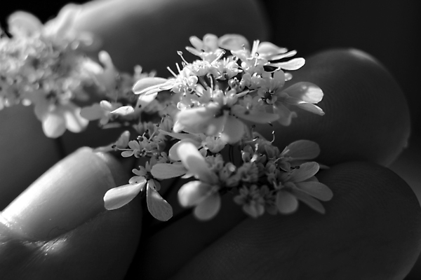 포토 JPG 해외이미지 손 꽃 흑백 근접촬영 아웃포커스 신체부위 작음 해외포토 식물 뷰포인트 촬영기법 사람 크기 파일형식 이미지허브