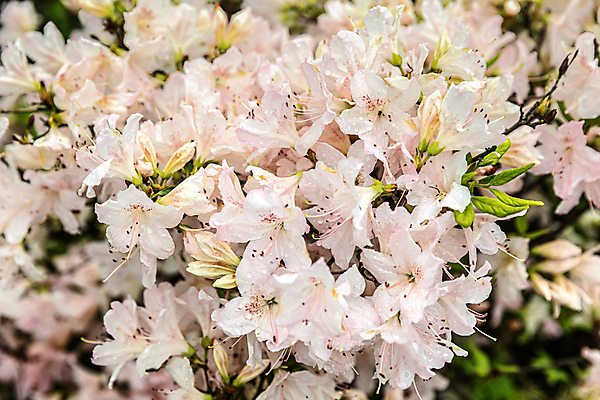 포토 JPG 해외이미지 식물 공원 꽃잎 꽃 분홍색 백그라운드 잎 꽃무늬 자연 사람없음 야외 장식 빨간색 초록색 여름 컬러풀 뷰티 노란색 정원 보라색 봄 벚꽃 흰색 개화 진달래 원예 내추럴 강렬 해외포토 계절 공공시설 컬러 무늬 취미 생태계 파일형식 이미지허브
