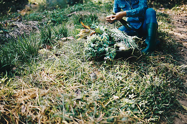 포토 JPG 해외이미지 식물 음식 농업 채소 사람없음 농작물 농장 정원 수확 성장 신선 당기기 농부 수집 유기농 원예 내추럴 쪽파 밭일 원예사 해외포토 직업 웰빙 산업 모션 취미 파 파일형식 이미지허브