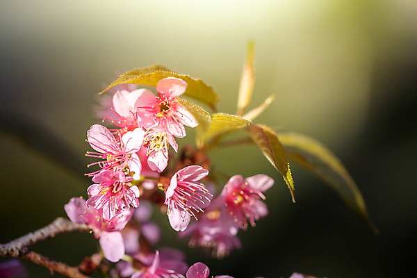 포토 JPG 해외이미지 나무 식물 계절 공원 꽃잎 꽃 도로 분홍색 여행 겨울 태국 자연 하늘 발렌타인데이 사랑 풍경 경사 사람없음 야외 목재 장식 파란색 컬러풀 정원 일본 봄 벚꽃 사찰 개화 체리 아치 장면 방법 해외포토 공공시설 감정 아시아 길 컬러 과일 재료 종교건축 교통시설 데이이벤트 생태계 파일형식 이미지허브