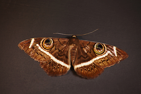 포토 JPG 해외이미지 동물 야생동물 모래 여행 나비 곤충 날개 아프리카 자연 표면 사람없음 야외 갈색 환경 정원 줄무늬 사막 황무지 닫기 벌레 보호 큼 사파리 크림 묘사 생물학 나방 내추럴 남아프리카 칼라하리 해외포토 교육 나라 컬러 컨셉 무늬 모션 크기 생태계 파일형식 이미지허브