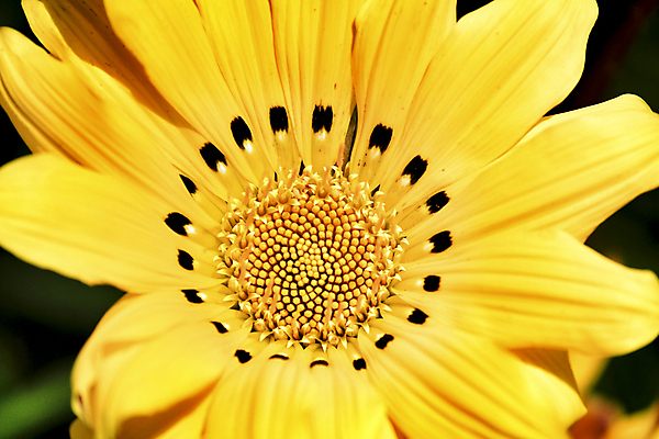 포토 JPG 해외이미지 식물 계절 공원 꽃잎 꽃 백그라운드 꽃무늬 아프리카 자연 해바라기 국화 따뜻함 사람없음 야외 장식 빨간색 초록색 물 컬러풀 햇빛 태양 갈색 노란색 정원 봄 줄무늬 벚꽃 막대기 황금 신장 관목 원예 데이지 꽃가루 잡종 원예사 해외포토 자연요소 나무 직업 공공시설 나라 컬러 무늬 취미 비뇨기관 가루 생태계 파일형식 이미지허브