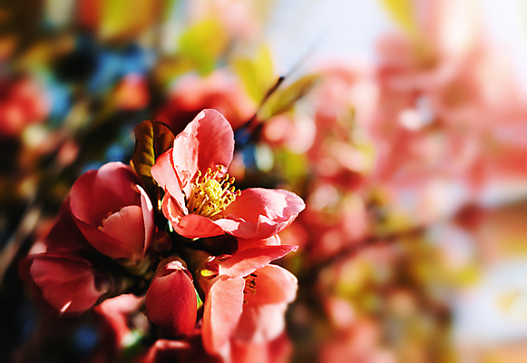 포토 JPG 해외이미지 나무 식물 계절 꽃잎 꽃 분홍색 백그라운드 잎 꽃무늬 자연 사람없음 장식 빨간색 초록색 빛 태양 정원 일본 봄 벚꽃 흰색 나뭇가지 개화 내추럴 해외포토 자연요소 아시아 컬러 무늬 생태계 파일형식 이미지허브