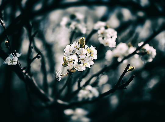 포토 JPG 해외이미지 나무 식물 계절 꽃잎 꽃 선 백그라운드 잎 꽃무늬 자연 하늘 친절 동양인 사람없음 초록색 뷰티 정원 일본 봄 벚꽃 흰색 나뭇가지 신선 개화 체리 사과 과수원 4월 묘사 원예 부드러움 자두 내추럴 해외포토 아시아 컬러 무늬 농업 과일 인종 취미 감각 날짜 생태계 파일형식 이미지허브