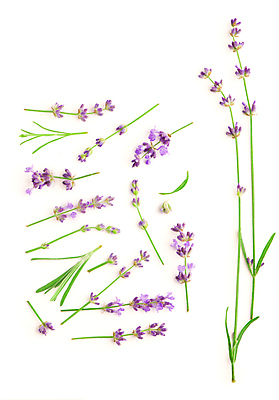 포토 JPG 해외이미지 꽃 실내 사람없음 라벤더 해외포토 식물 내부 허브 파일형식 이미지허브