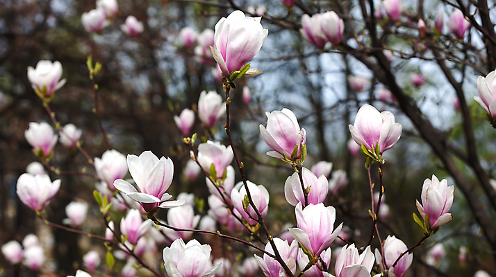 포토 JPG 해외이미지 주간 사람없음 야외 아웃포커스 봄 목련 해외포토 자연요소 계절 꽃 촬영기법 파일형식 이미지허브