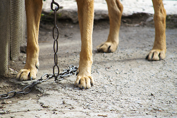 포토 JPG 해외이미지 동물 응시 남자 포유류 자연 털 경비 사람없음 야외 목재 반려동물 갈색 검은색 사발 양치기 개 강아지 묶기 혀 사냥개 송곳니 부스 기르기 법정 복종 혼자 해외포토 나무 직업 시선 컬러 재료 모션 안전 사람 입 사기그릇 치아 보호 생태계 돌봄 파일형식 이미지허브