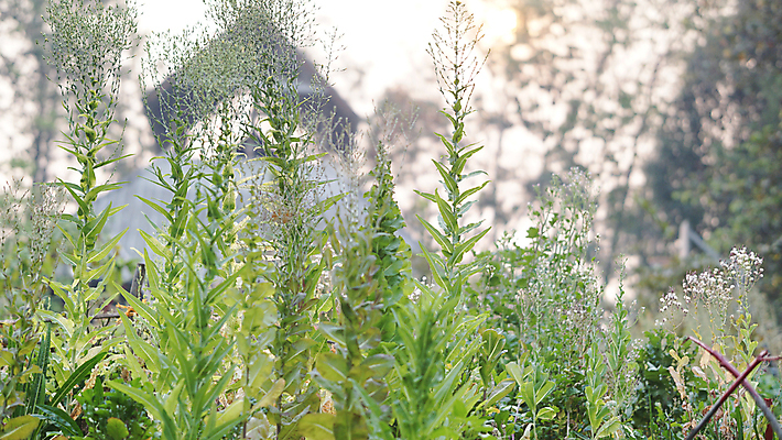 포토 JPG 해외이미지 식물 음식 농업 채소 자연 씨앗 사람없음 여름 농작물 농장 정원 수확 성장 절약 상추 낟알 수집 유기농 원예 내추럴 해외포토 웰빙 계절 산업 컨셉 취미 생태계 파일형식 이미지허브