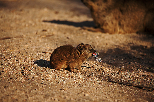 포토 JPG 해외이미지 동물 공원 야생동물 여행 포유류 아프리카 자연 산 털 사람없음 야외 컬러풀 갈색 환경 절벽 황무지 보호 설치류 작음 망토 모피 사파리 환경보전 암초 서식지 남쪽 남아프리카 동물상 해외포토 공공시설 나라 컬러 컨셉 조형물 크기 방향 사회이슈 생태계 파일형식 이미지허브