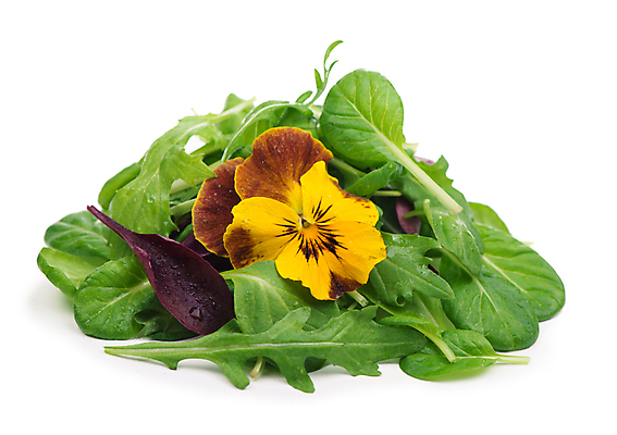 포토 JPG 해외이미지 사람없음 신선 시금치 루꼴라 식용꽃 해외포토 음식 채소 파일형식 이미지허브