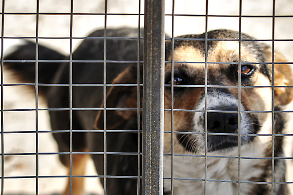 포토 JPG 해외이미지 동물 응시 얼굴 백그라운드 포유류 자연 주택 털 경비 사람없음 야외 울타리 반려동물 갈색 머리 금속 검은색 우정 슬픔 흰색 기다림 구출 개 강아지 코 새장 송곳니 노숙자 기르기 혼자 해외포토 시선 감정 컬러 모션 재질 안전 건물 신체부위 친구 담장 도움 치아 보호 생태계 돌봄 케이지 파일형식 이미지허브