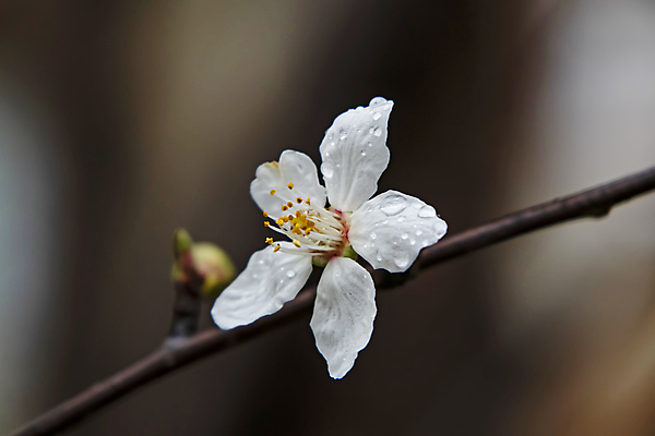 포토 JPG 해외이미지 근접촬영 사람없음 야외 아웃포커스 벚꽃 물방울 나뭇가지 벚나무 이슬 꽃봉오리 꽃수술 해외포토 나무 꽃 뷰포인트 촬영기법 파일형식 이미지허브
