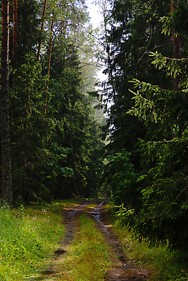 포토 JPG 해외이미지 감정 포스터 도로 길 지구 주택 사람없음 내부 활발 광선 그룹 분위기 황금 숲 인쇄 오솔길 가난 순수 그림 타이어 먼지 짐차 스포트라이트 자원 스카이라인 리빙 나누기 교체 깊이 땅바닥 루트 방법 섞기 자취 해외포토 컨셉 교통시설 자동차 바닥 건물 수학 사칙연산 파일형식 이미지허브