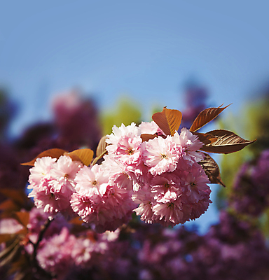 포토 JPG 해외이미지 나무 식물 계절 공원 꽃잎 꽃 줄기 분홍색 백그라운드 자연 친절 새로움 동양인 사람없음 파란색 햇빛 태양 뷰티 정원 일본 맑음 봄 활발 성장 벚꽃 나뭇가지 신선 개화 체리 자연백그라운드 부드러움 내추럴 꽃수술 파스텔톤 해외포토 자연요소 공공시설 아시아 컬러 컨셉 과일 날씨 인종 감각 생태계 파일형식 이미지허브