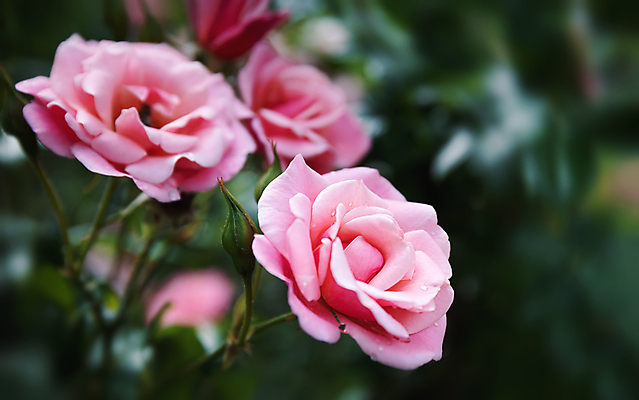 포토 JPG 해외이미지 식물 꽃잎 꽃 분홍색 꽃다발 백그라운드 꽃무늬 자연 벽지 하늘 휴가 발렌타인데이 사랑 풍경 사람없음 장식 빨간색 초록색 여름 빛 컬러풀 뷰티 장미 정원 봄 벚꽃 흰색 나뭇가지 축하 신선 개화 부드러움 내추럴 해외포토 나무 계절 감정 컬러 컨셉 무늬 데이이벤트 감각 생태계 파일형식 이미지허브