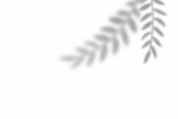 포토 JPG 해외이미지 나무 식물 템플릿 디자인 배너 포스터 백그라운드 컨셉 잎 꽃무늬 창문 벽지 추상 손바닥 그림자 사람없음 야외 그래픽 장식 여름 빛 햇빛 유행 회색 흰색 나뭇가지 투명 발표 소프트포커스 그늘 질감 레이아웃 장면 덮기 겹침 내추럴 목업 브랜딩 효과 해외포토 손 계절 꽃 컬러 무늬 모션 촬영기법 태양 파일형식 이미지허브