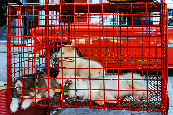 포토 JPG 해외이미지 동물 동물원 사람없음 가로 빨간색 울타리 반려동물 세일 슬픔 기다림 닫기 개 강아지 보호 새장 송곳니 돌봄 입양 해외포토 감정 컬러 컨셉 포유류 모션 담장 치아 케이지 파일형식 이미지허브