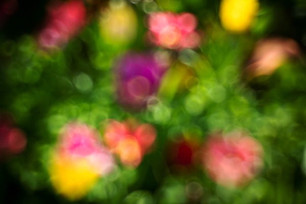 포토 JPG 해외이미지 식물 디자인 계절 꽃 백그라운드 컨셉 잎 꽃무늬 밭 자연 벽지 추상 미술 사람없음 야외 초록색 빛 컬러풀 햇빛 태양 뷰티 우주 환경 정원 맑음 봄 흰색 신선 신용카드 소프트포커스 보케 부드러움 블러 해외포토 자연요소 컬러 무늬 농업 날씨 문화예술 촬영기법 금융 감각 생태계 파일형식 이미지허브