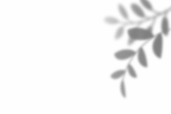 포토 JPG 해외이미지 나무 식물 템플릿 디자인 배너 포스터 백그라운드 컨셉 잎 꽃무늬 창문 벽지 추상 손바닥 그림자 사람없음 야외 그래픽 장식 여름 빛 햇빛 유행 회색 흰색 나뭇가지 투명 발표 소프트포커스 그늘 질감 레이아웃 장면 덮기 겹침 내추럴 목업 브랜딩 효과 해외포토 손 계절 꽃 컬러 무늬 모션 촬영기법 태양 파일형식 이미지허브