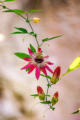 포토 JPG 해외이미지 식물 계절 꽃잎 꽃 줄기 백그라운드 잎 꽃무늬 자연 사람없음 초록색 빛 컬러풀 뷰티 맑음 봄 활발 들꽃 성장 벚꽃 흰색 나뭇가지 시골 신선 개화 닫기 묘사 부드러움 내추럴 고립 해외포토 나무 컬러 컨셉 무늬 모션 날씨 감각 생태계 파일형식 이미지허브