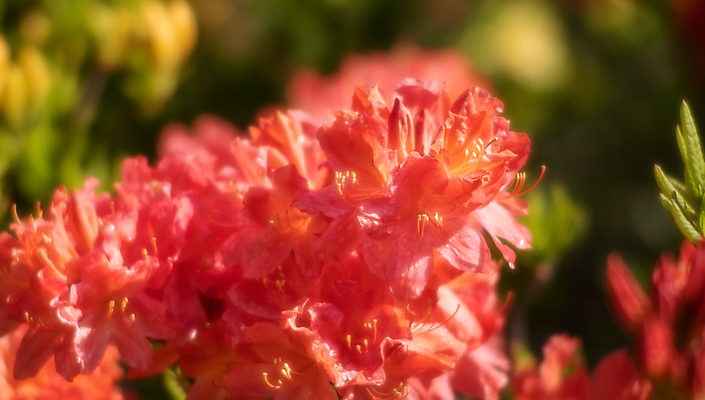 포토 JPG 해외이미지 식물 공원 꽃잎 꽃 분홍색 백그라운드 잎 꽃무늬 자연 사람없음 야외 장식 빨간색 초록색 컬러풀 뷰티 노란색 정원 보라색 봄 벚꽃 흰색 개화 진달래 원예 내추럴 강렬 해외포토 계절 공공시설 컬러 무늬 취미 생태계 파일형식 이미지허브