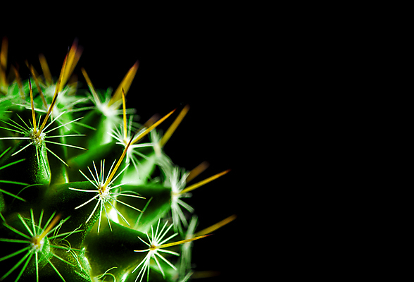 포토 JPG 해외이미지 검은배경 선인장 실내 근접촬영 사람없음 가시 날카로움 해외포토 식물 뷰포인트 백그라운드 내부 검은색 파일형식 이미지허브