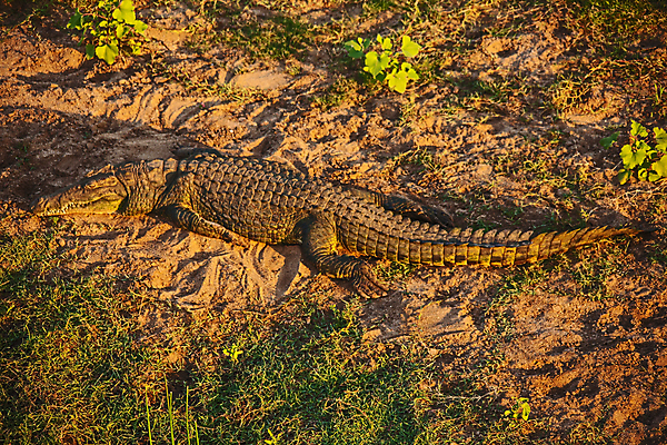 포토 JPG 해외이미지 동물 야생동물 파충류 아프리카 자연 생물 저울 사람없음 야외 물 강 햇빛 머리 환경 입 황무지 치아 보호 위험 큼 사파리 피부 환경보전 공룡 육식동물 악어 사냥꾼 내추럴 남아프리카 생태학 힘찬 해외포토 자연요소 직업 교육 나라 컨셉 신체부위 태양 소화기관 크기 사회이슈 생태계 파일형식 이미지허브