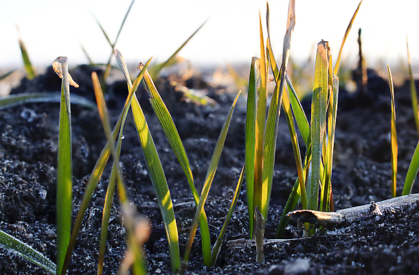 포토 JPG 해외이미지 식물 디자인 배너 계절 음식 백그라운드 잎 겨울 밭 농업 자연 아침 추상 잔디 사람없음 야외 초록색 물 빛 햇빛 태양 농장 정원 얼음 봄 추위 성장 흰색 시골 신선 이슬 낟알 시리얼 밀 질감 서리 보리 내추럴 밭일 해외포토 주간 자연요소 산업 컬러 무늬 곡류 생태계 파일형식 이미지허브