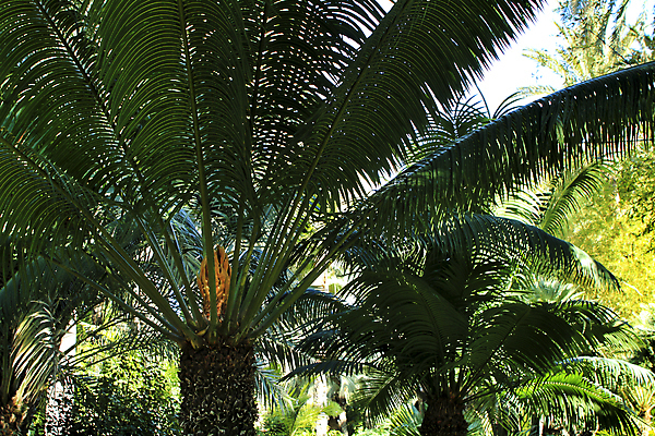 포토 JPG 해외이미지 나무 식물 줄기 잎 꽃무늬 패턴 자연 손바닥 사람없음 야외 초록색 뷰티 환경 정원 봄 성장 신선 스페인 묘사 질감 멸종 선사시대 내추럴 이국적 해외포토 손 계절 꽃 유럽 컬러 무늬 역사 생태계 파일형식 이미지허브