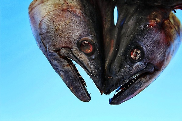 포토 JPG 해외이미지 전통 접시 음식 바다 조각 백그라운드 낚시 건조 어류 사람없음 쌓기 식당 신선 거친 시장 맛 상품 지중해 참치 먹기 해산물 준비 매움 피클 소금 향 소매 훈제 절임 짠맛 청어 해외포토 식기 컨셉 모션 레저 상점 수중동물 파일형식 이미지허브