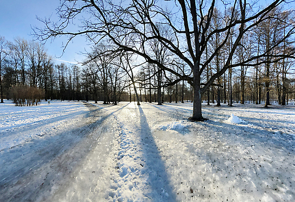 포토 JPG 해외이미지 나무 계절 공원 로우앵글 백그라운드 겨울 자연 날씨 그림자 사람없음 야외 아웃포커스 햇빛 뷰티 반사 환경 냉동 얼음 일몰 봄 손상 추위 숲 발자국 묘사 내추럴 카피스페이스 해외포토 자연요소 식물 공공시설 뷰포인트 컨셉 자국 촬영기법 태양 노을 공백 생태계 파일형식 이미지허브